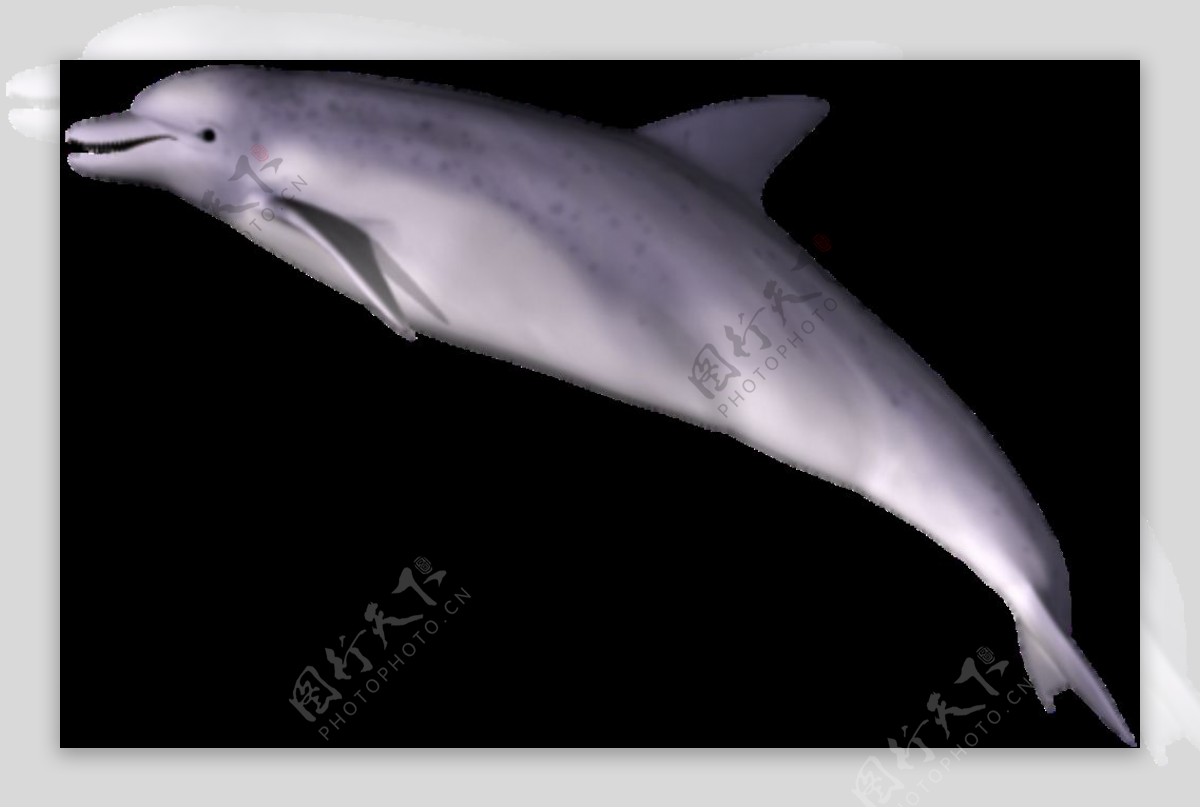 漂亮海豚图片免抠png透明图层素材