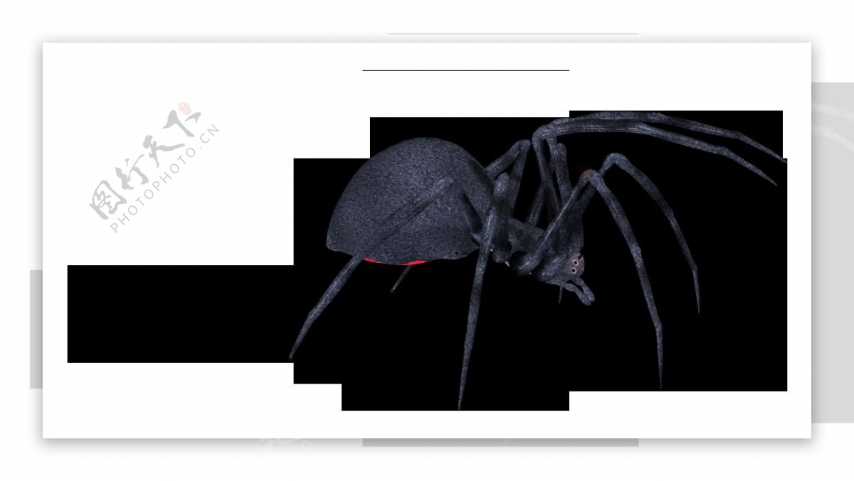 手绘大蜘蛛免抠png透明图层素材