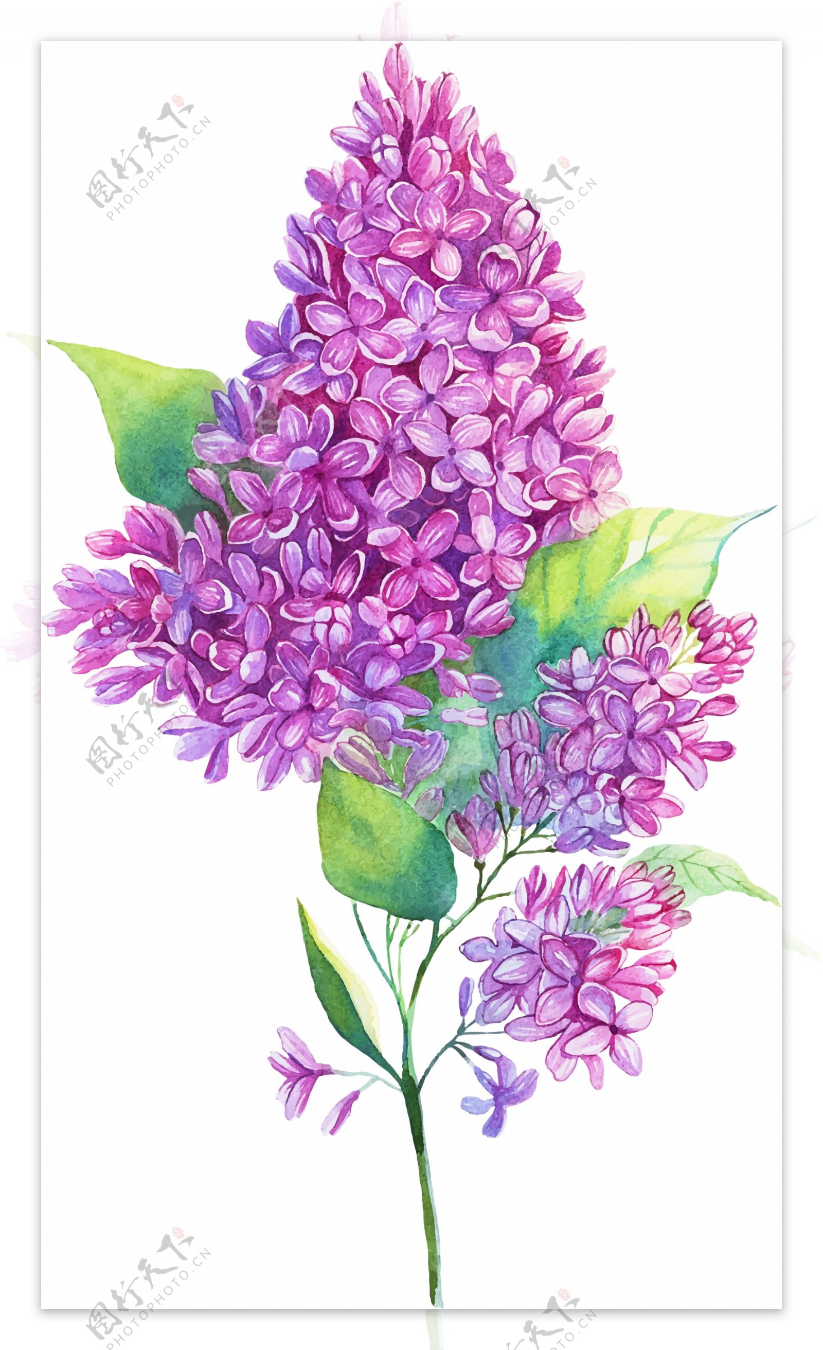 茂盛紫花瓣矢量素材