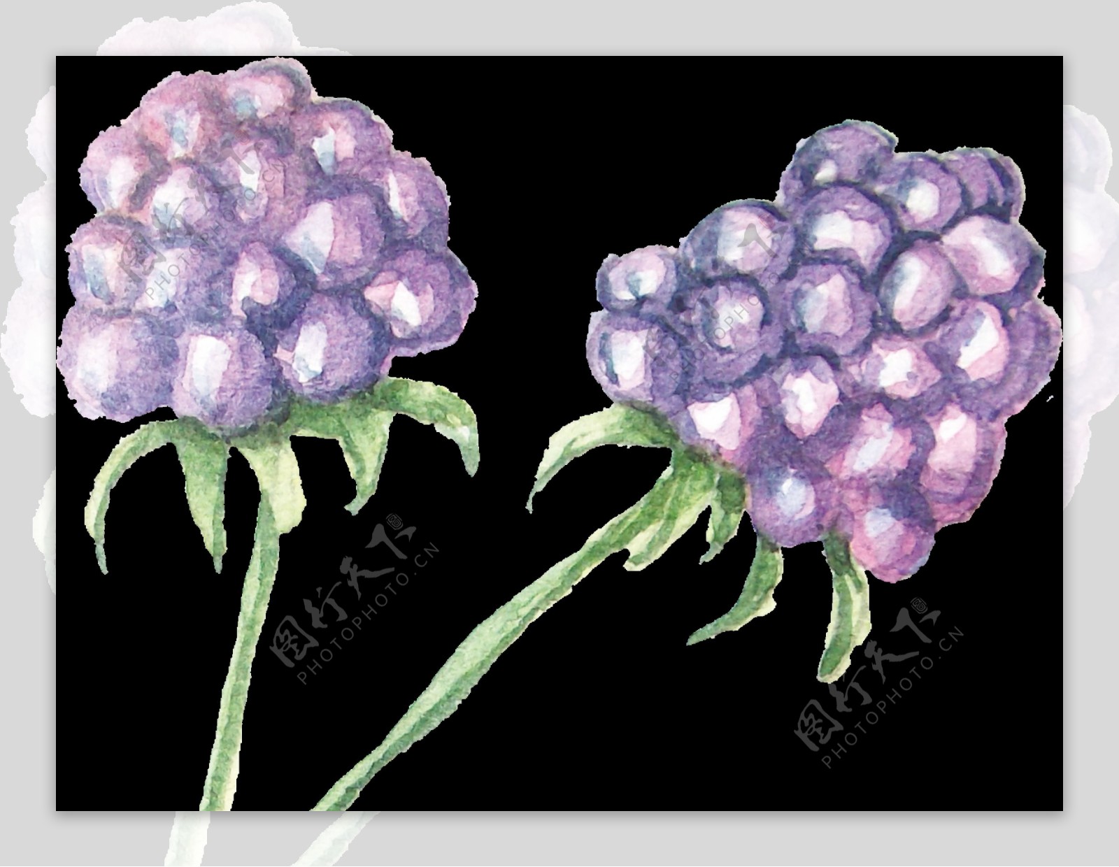 紫色葡萄花卡通透明素材