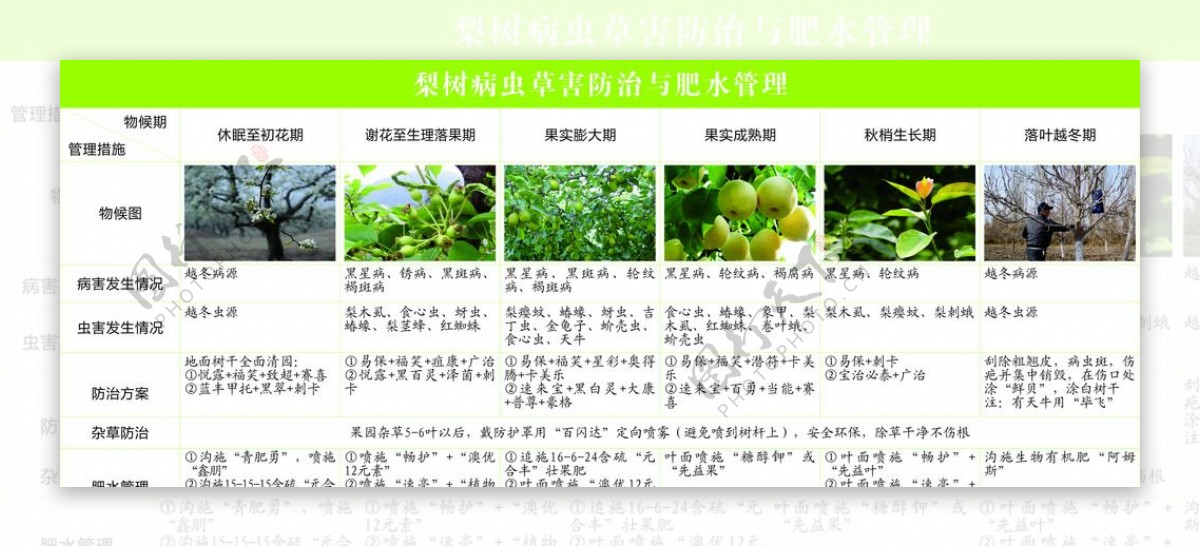 梨树病虫草害防治与肥水管理