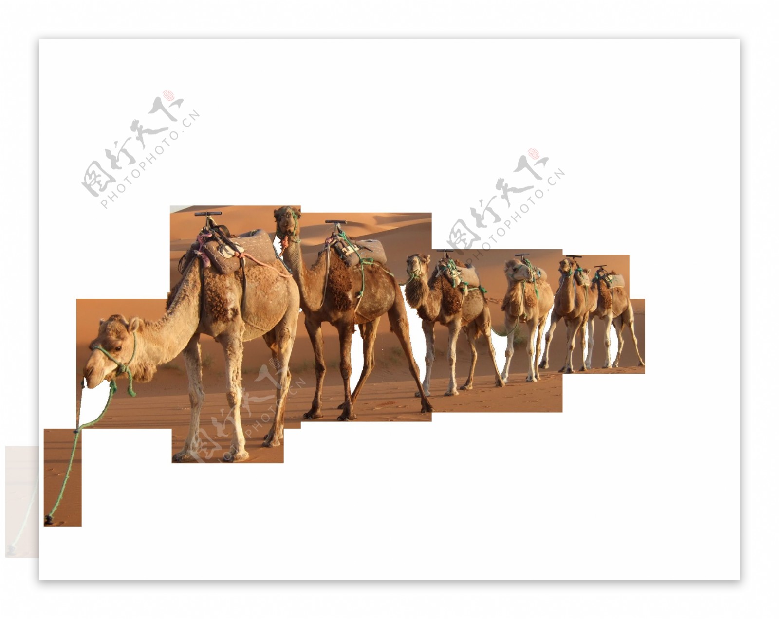 干旱沙漠里的骆驼png元素素材