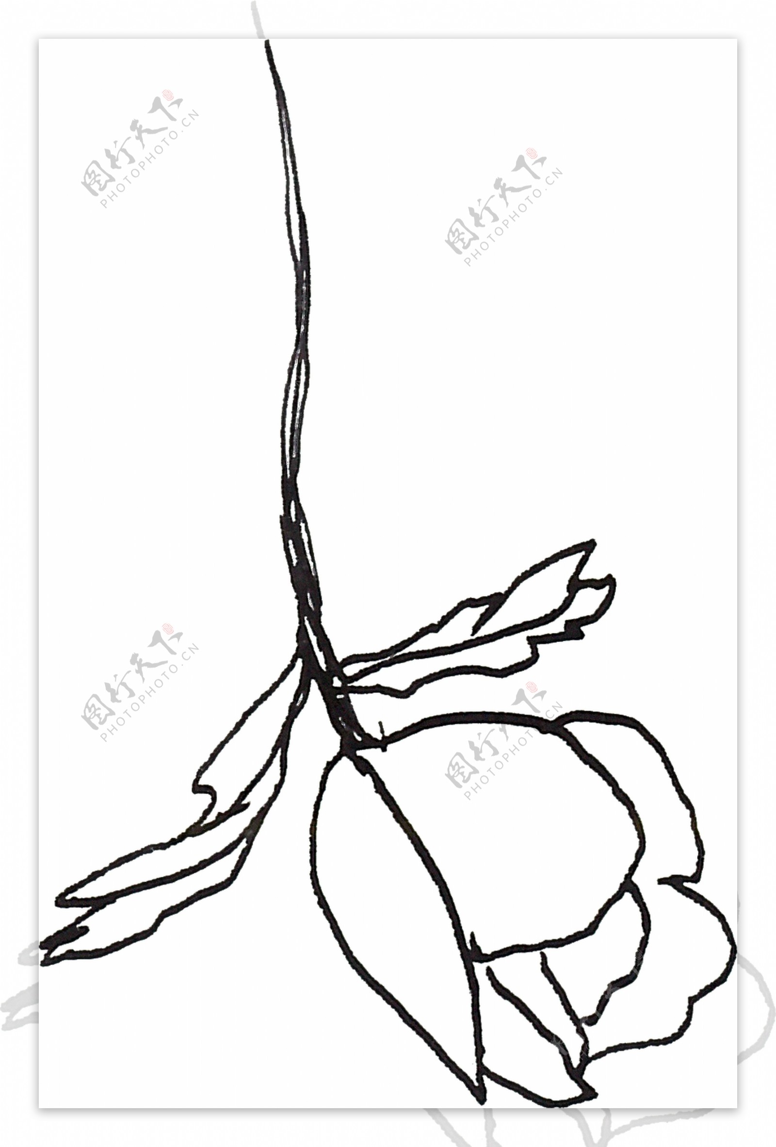 手绘玫瑰花卡通水彩透明素材