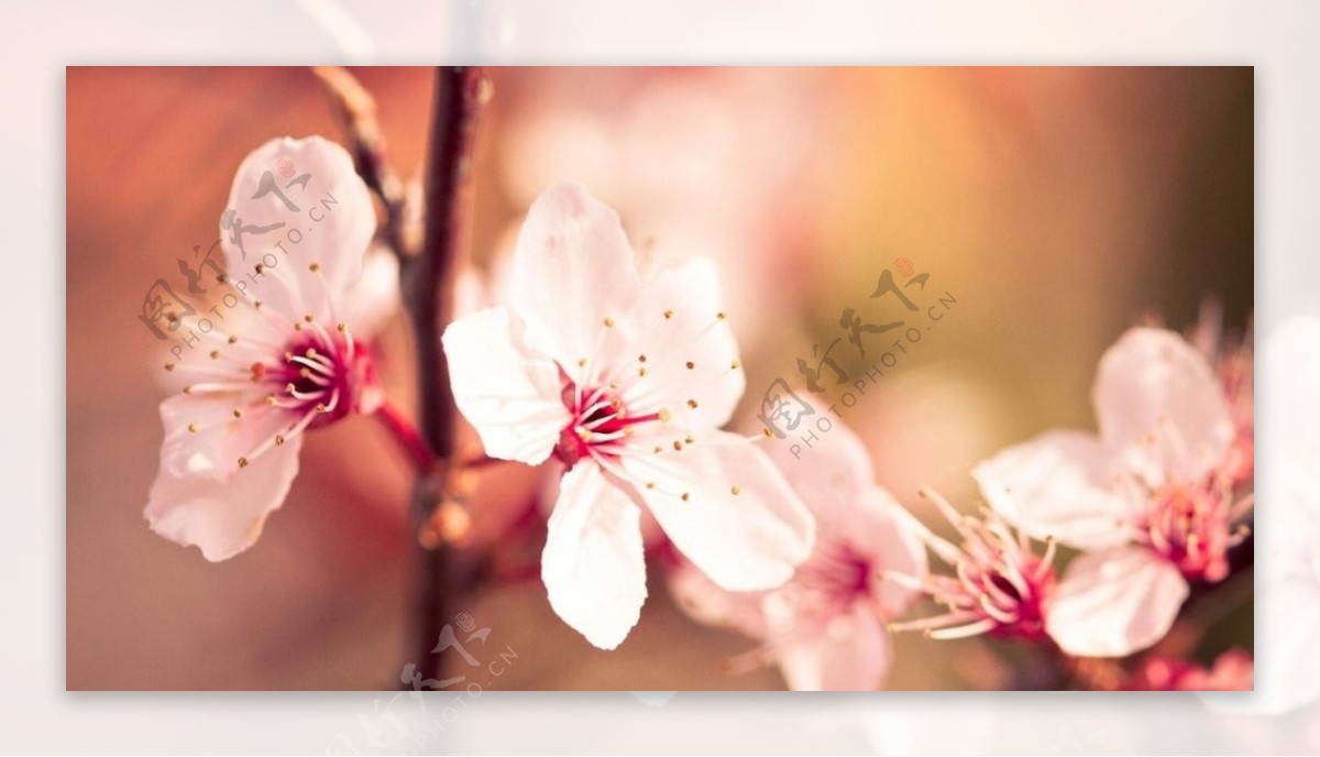 鲜花鲜花背景