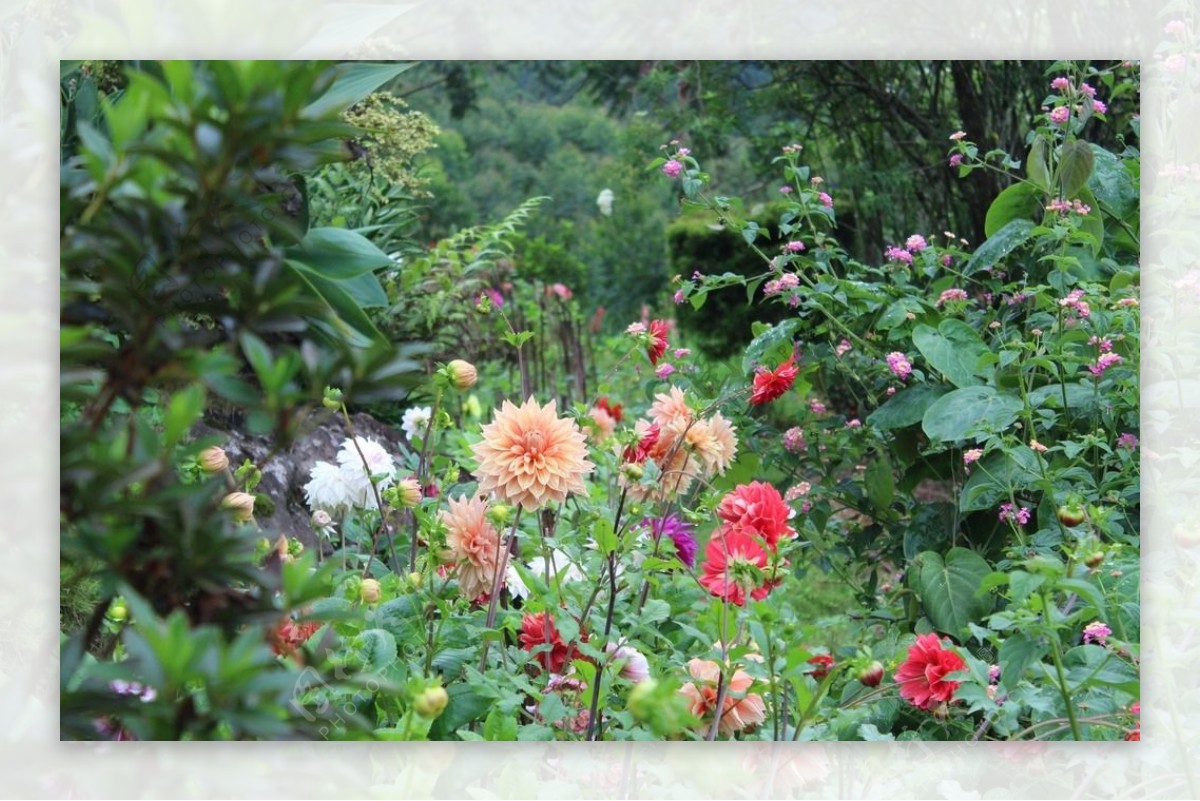 鲜花鲜花背景