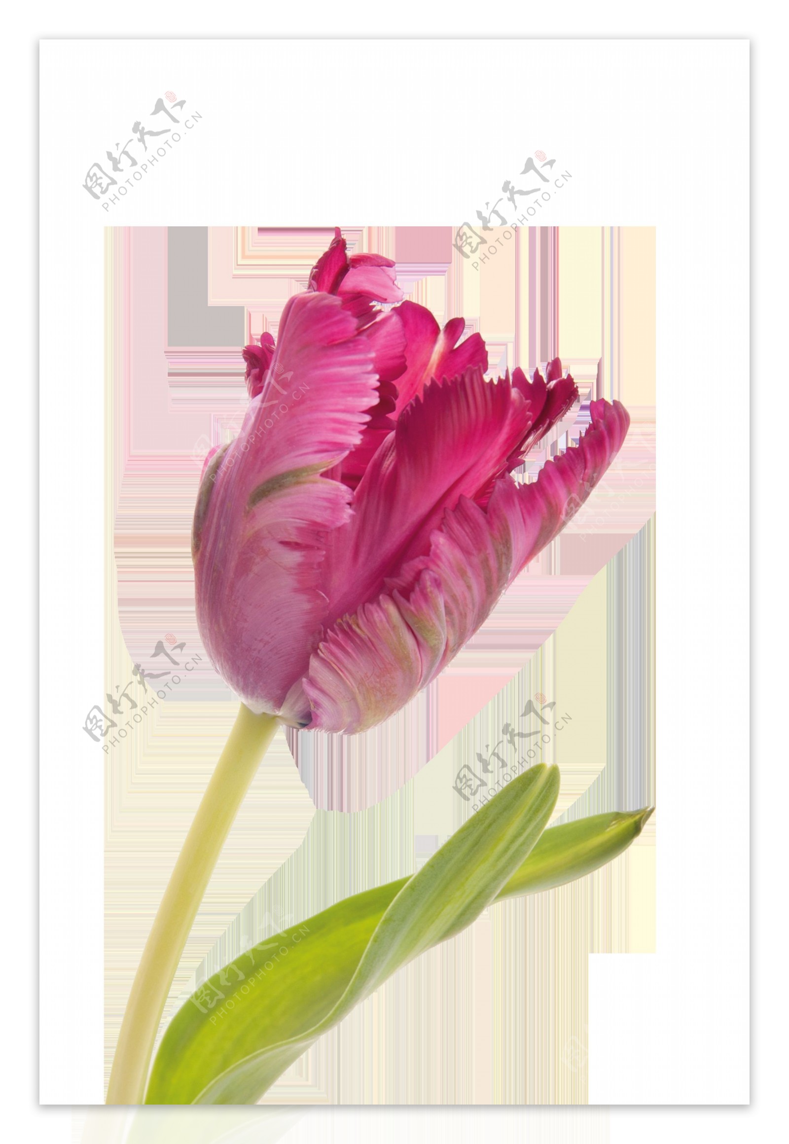 粉色含苞待放花卉卡通透明素材