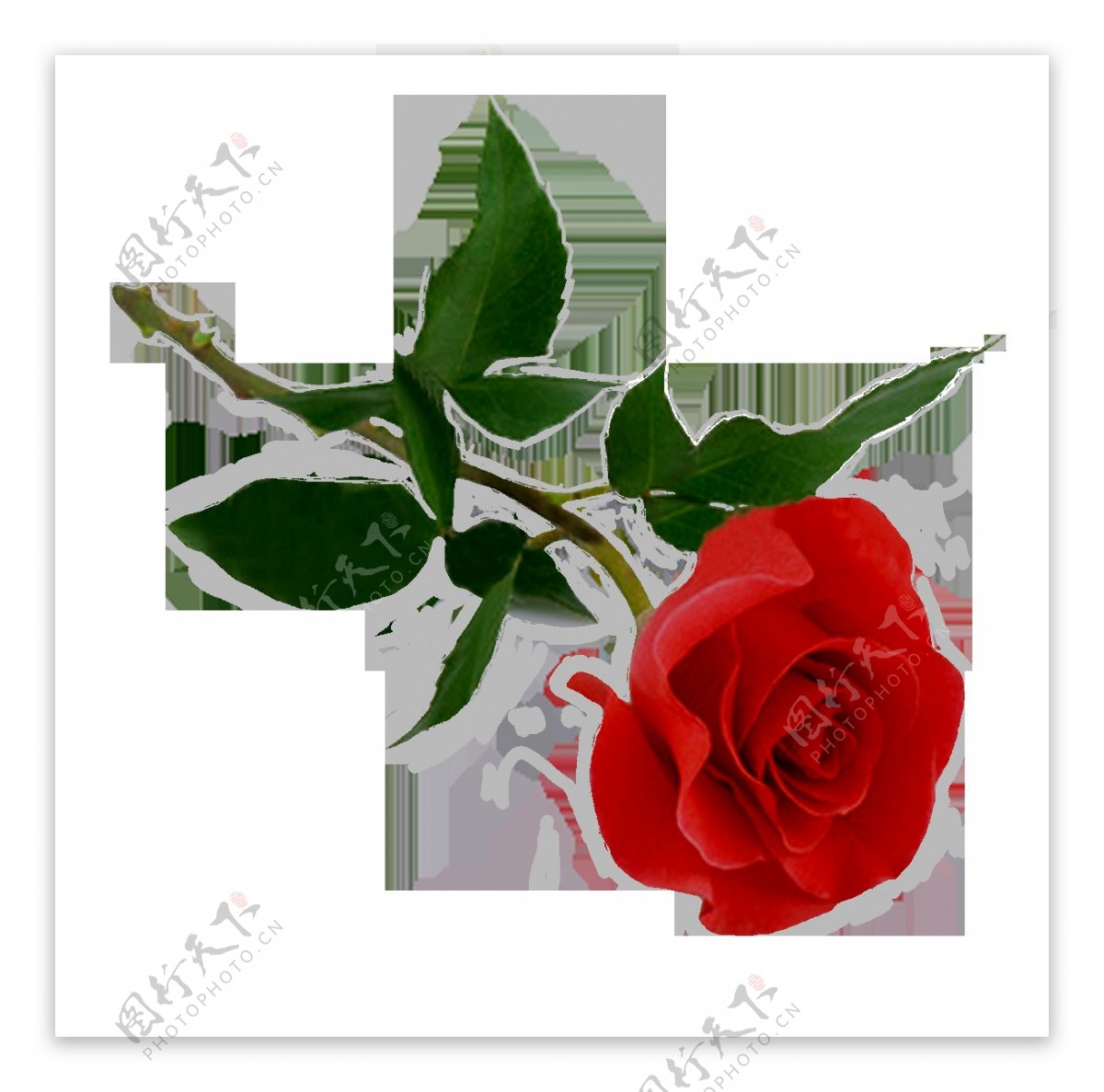 红色玫瑰花元素