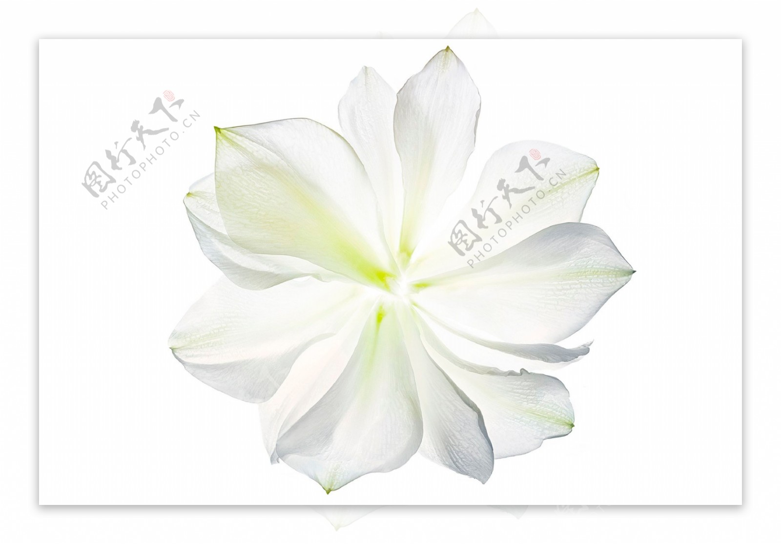 高雅白色花卉透明素材