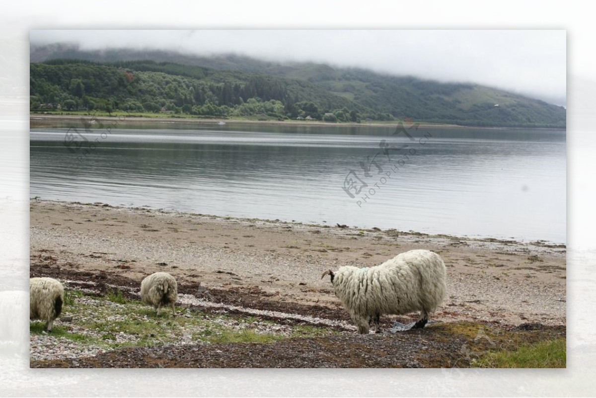 河边觅食的羊群