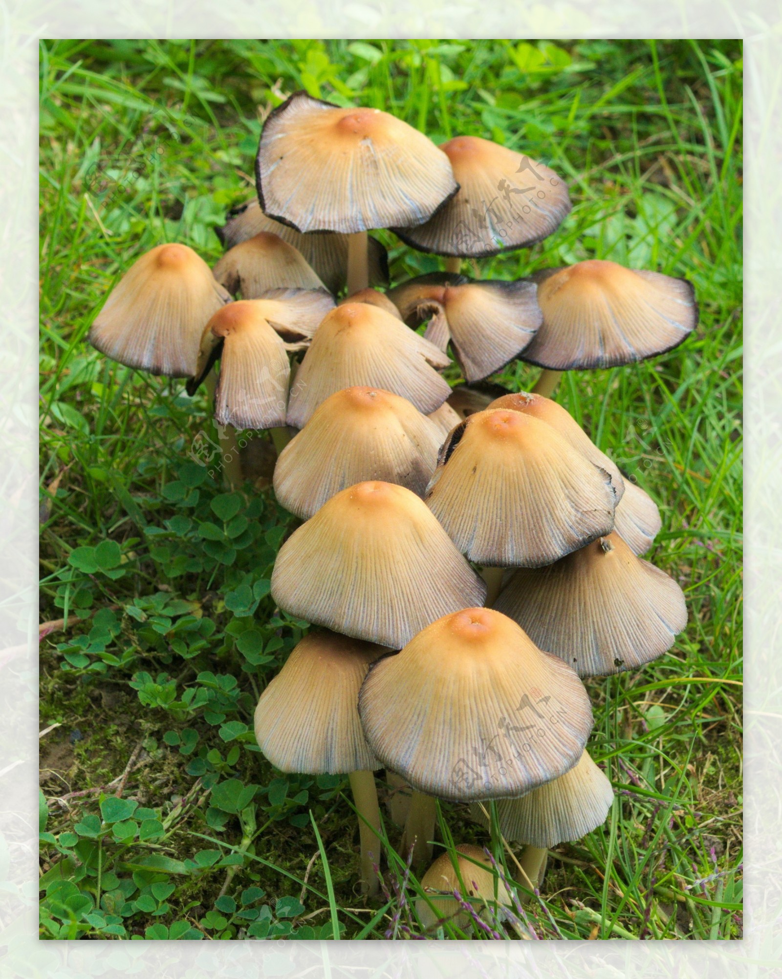 森林草地小蘑菇