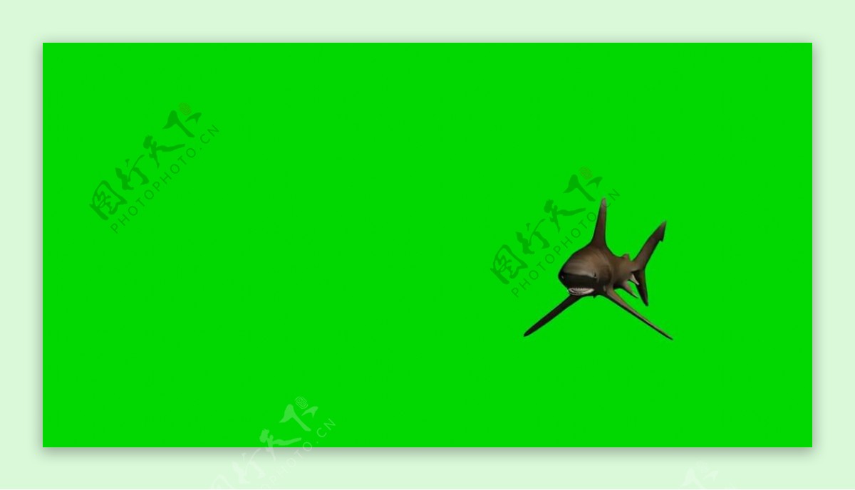鲨鱼绿屏抠像视频素材