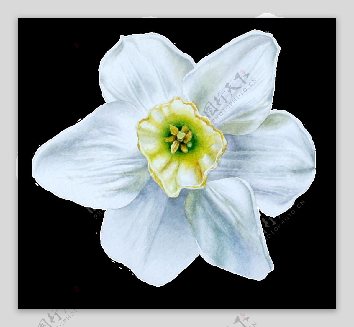 手绘蓝白色花朵png透明素材