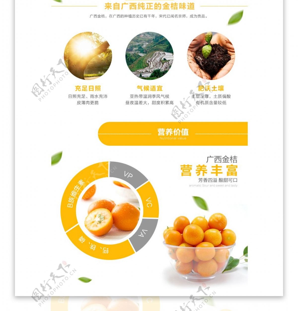 广西金桔黄色水果商品详情页