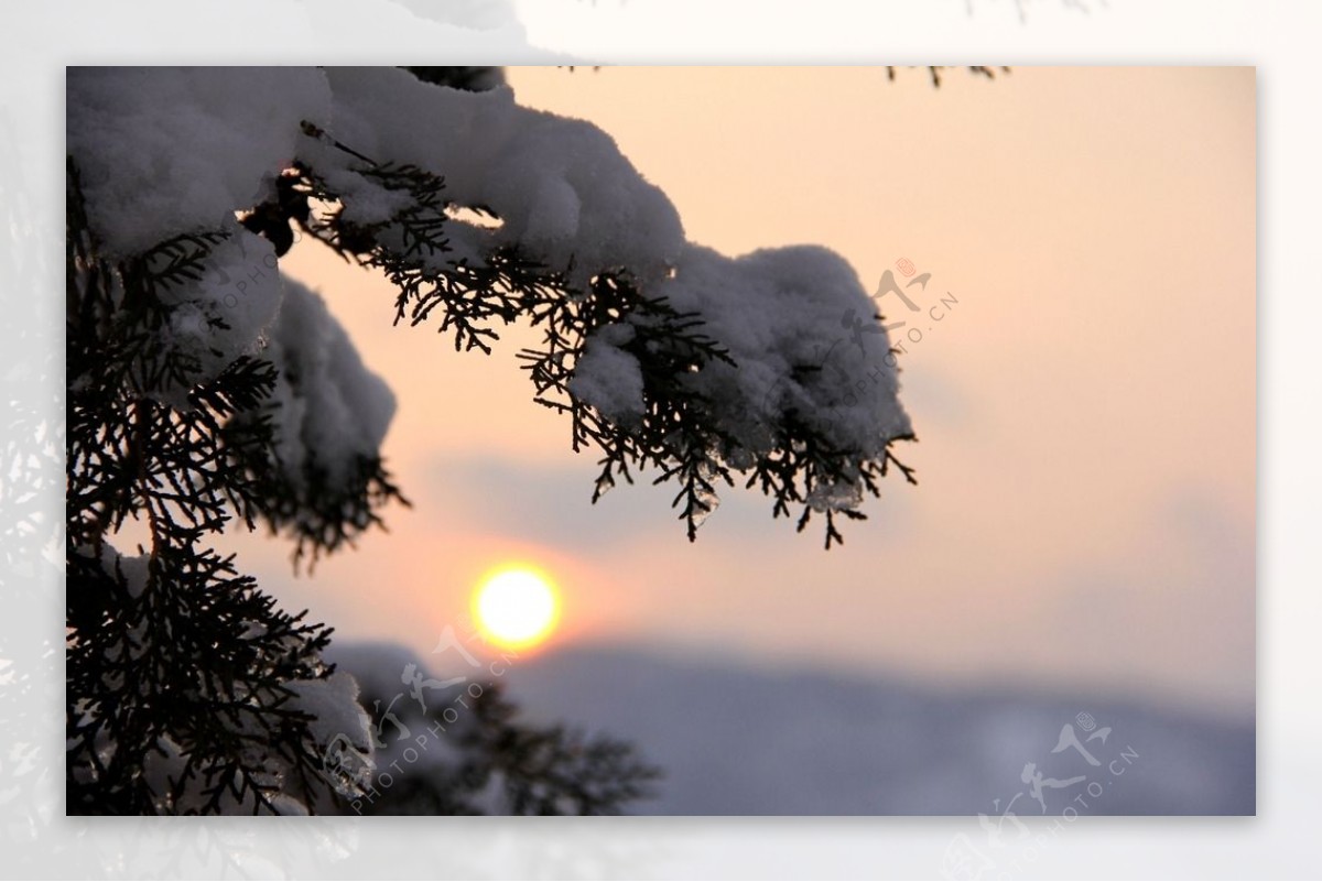 雪印夕阳红