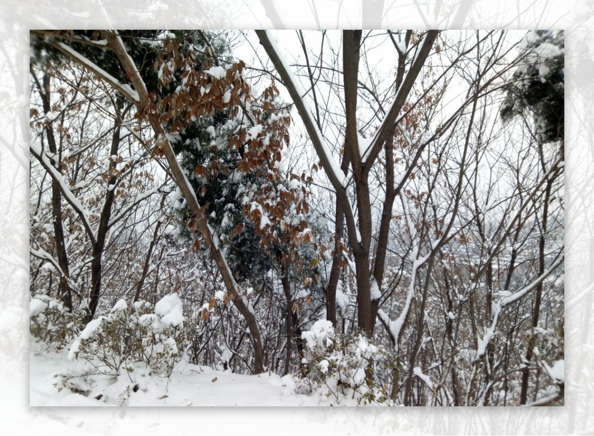 冬日雪景