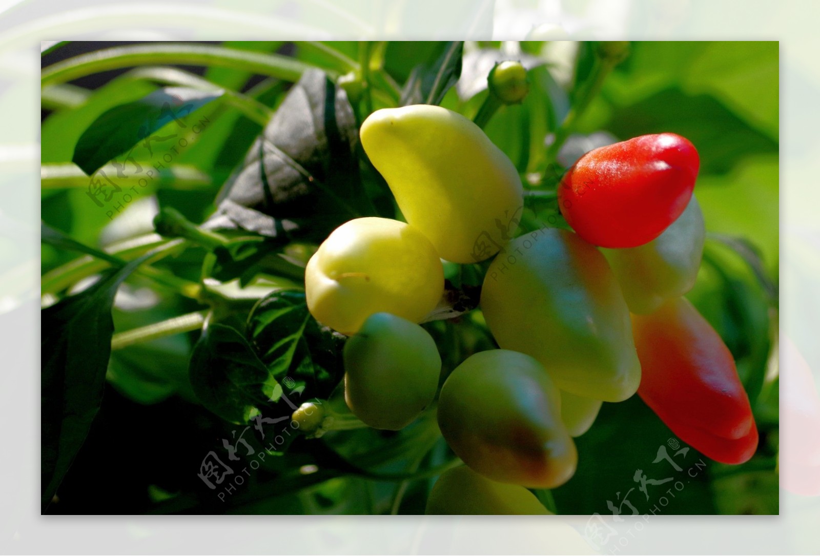 五彩椒种植时间和方法，五彩椒移栽最佳时间