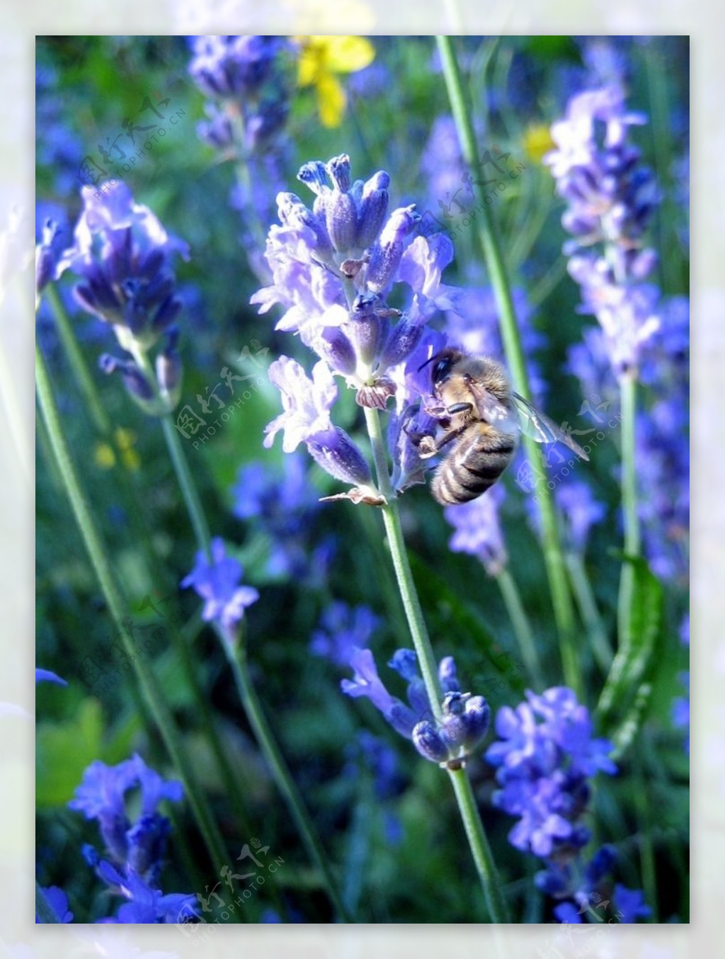 白色背景中突显的一束薰衣草 库存照片. 图片 包括有 五颜六色, 开花的, 香水, 自然, 阿诺德, 花束 - 238507270
