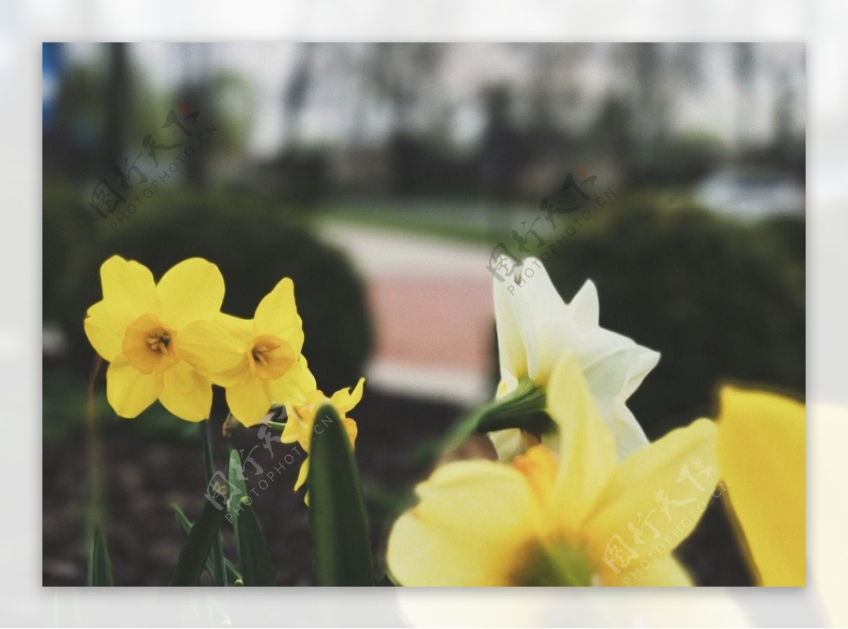 盛开的黄色花朵