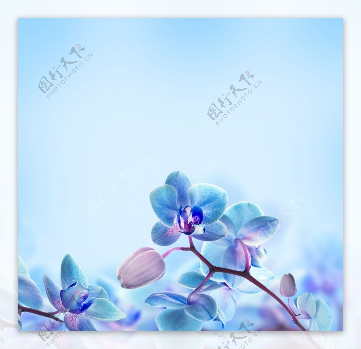 高清蓝色花朵图案背景