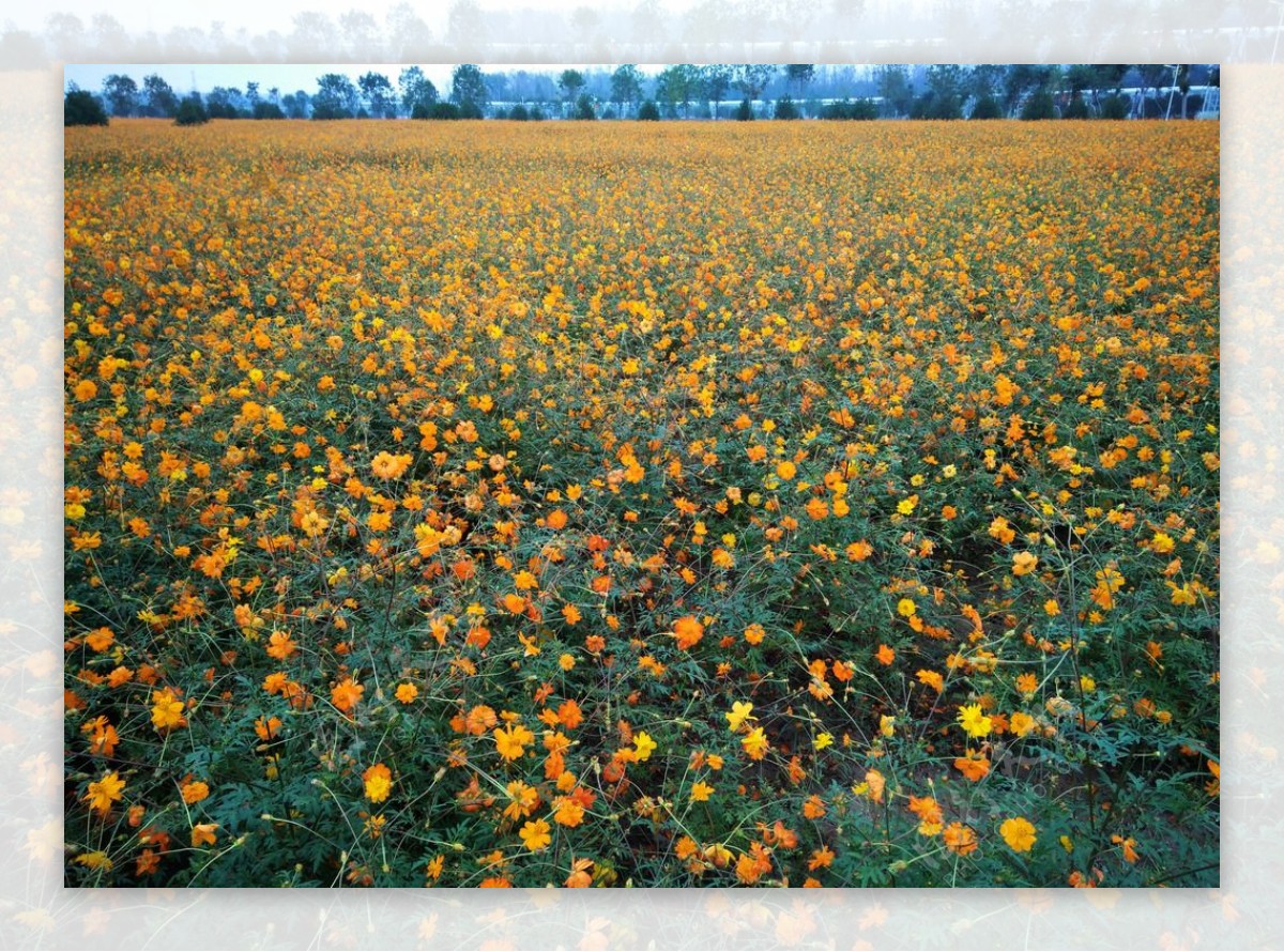 太阳花花园