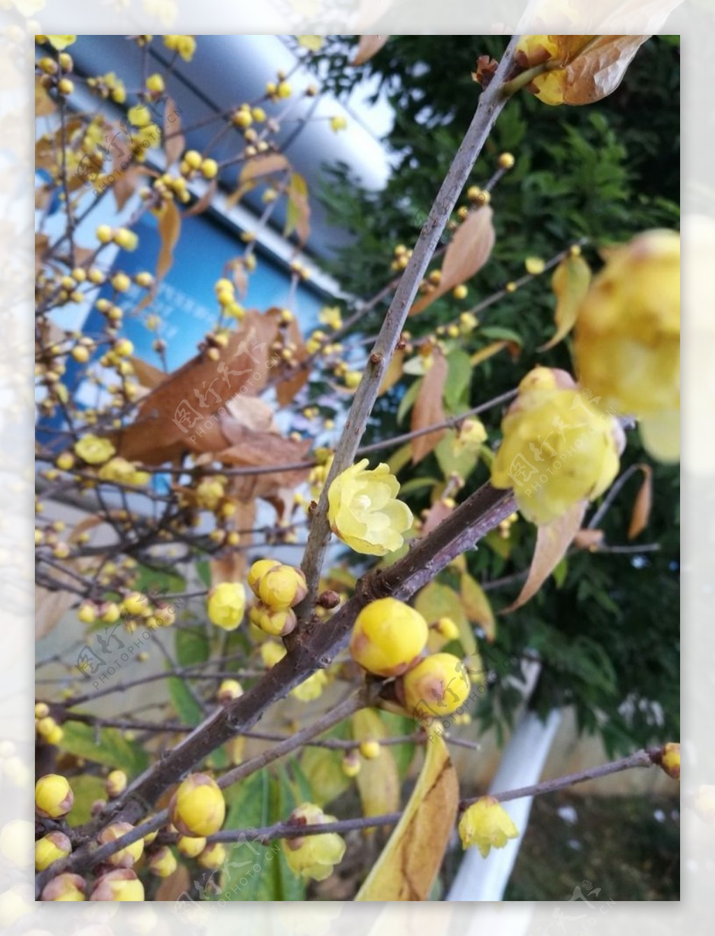 黄色腊梅花树