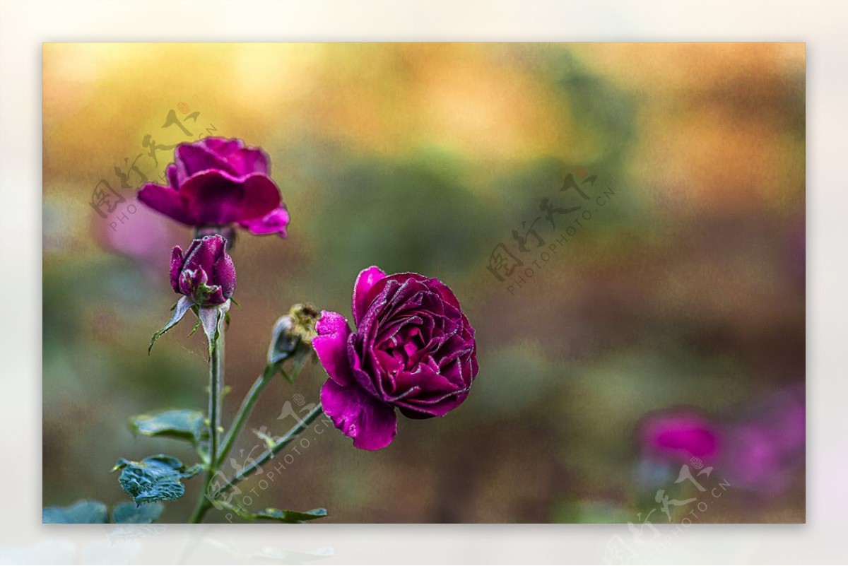 紫玫瑰