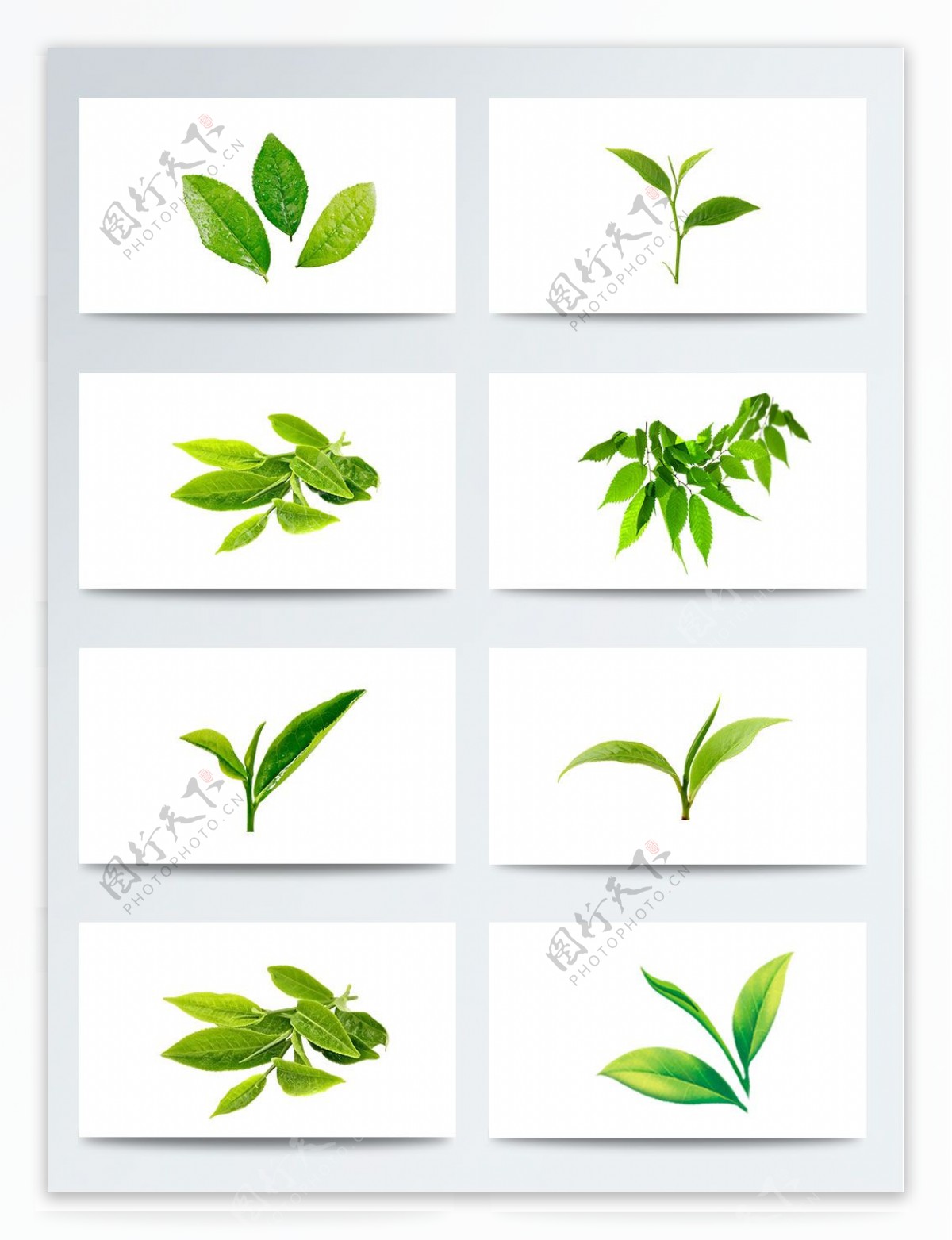 实物各种形状的绿茶叶子PNG元素