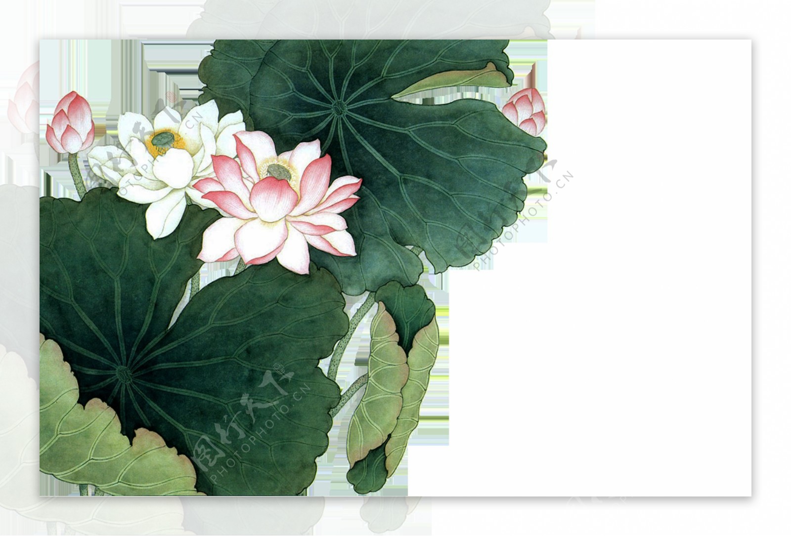 手绘荷花莲花植物透明素材