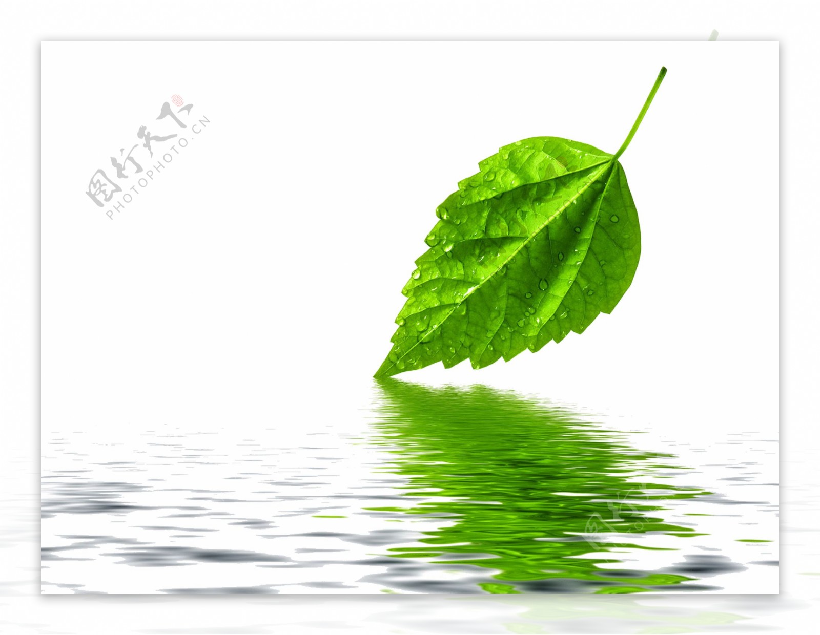 水面上的一片树叶透明素材