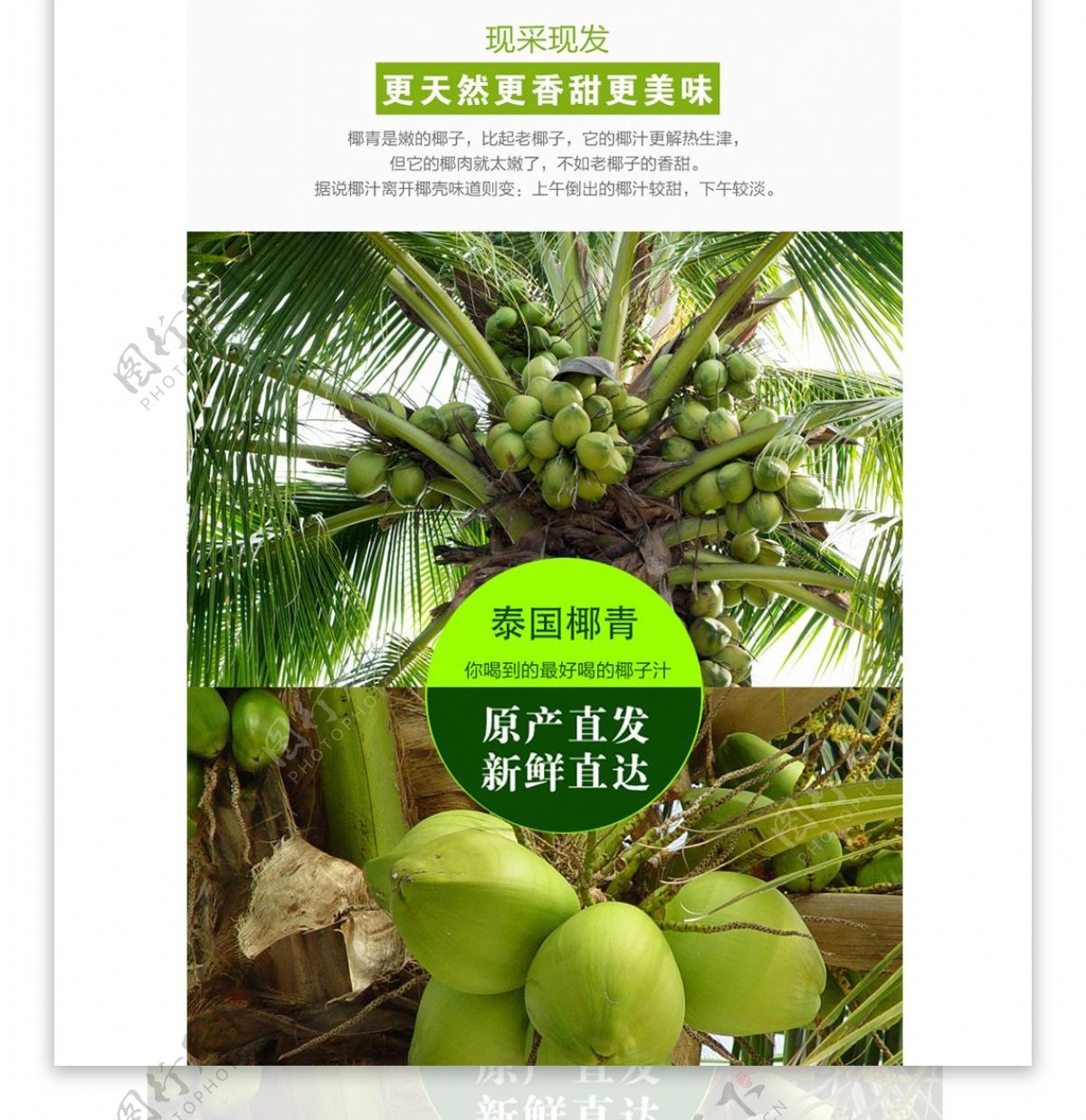 泰国椰青水果绿色健康详情页