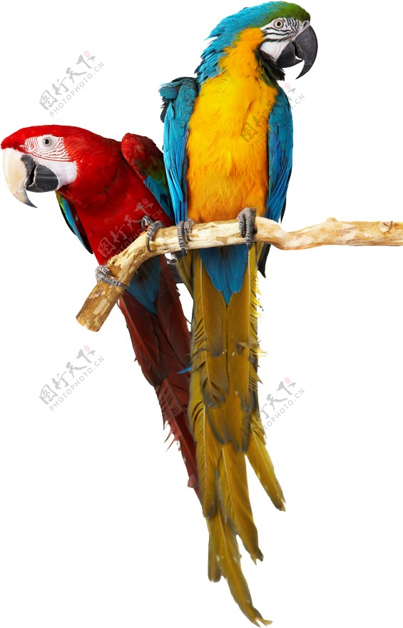 可爱彩色鹦鹉动物装饰元素