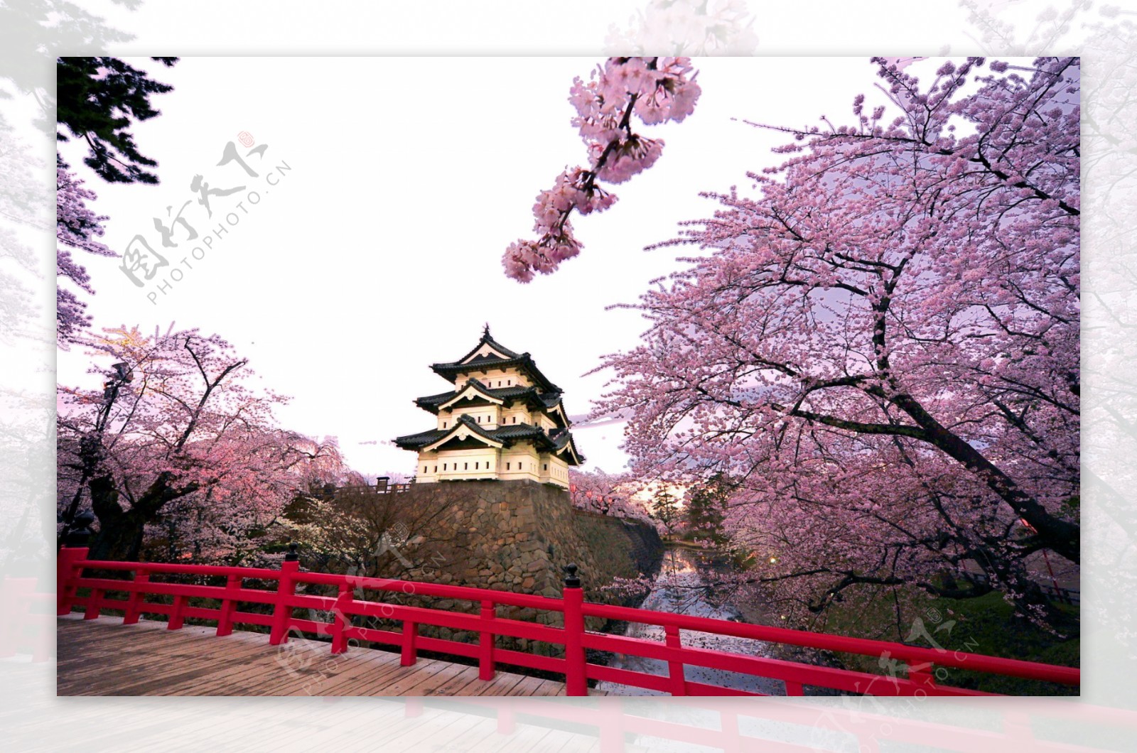 清新紫粉色樱花日本旅游装元素