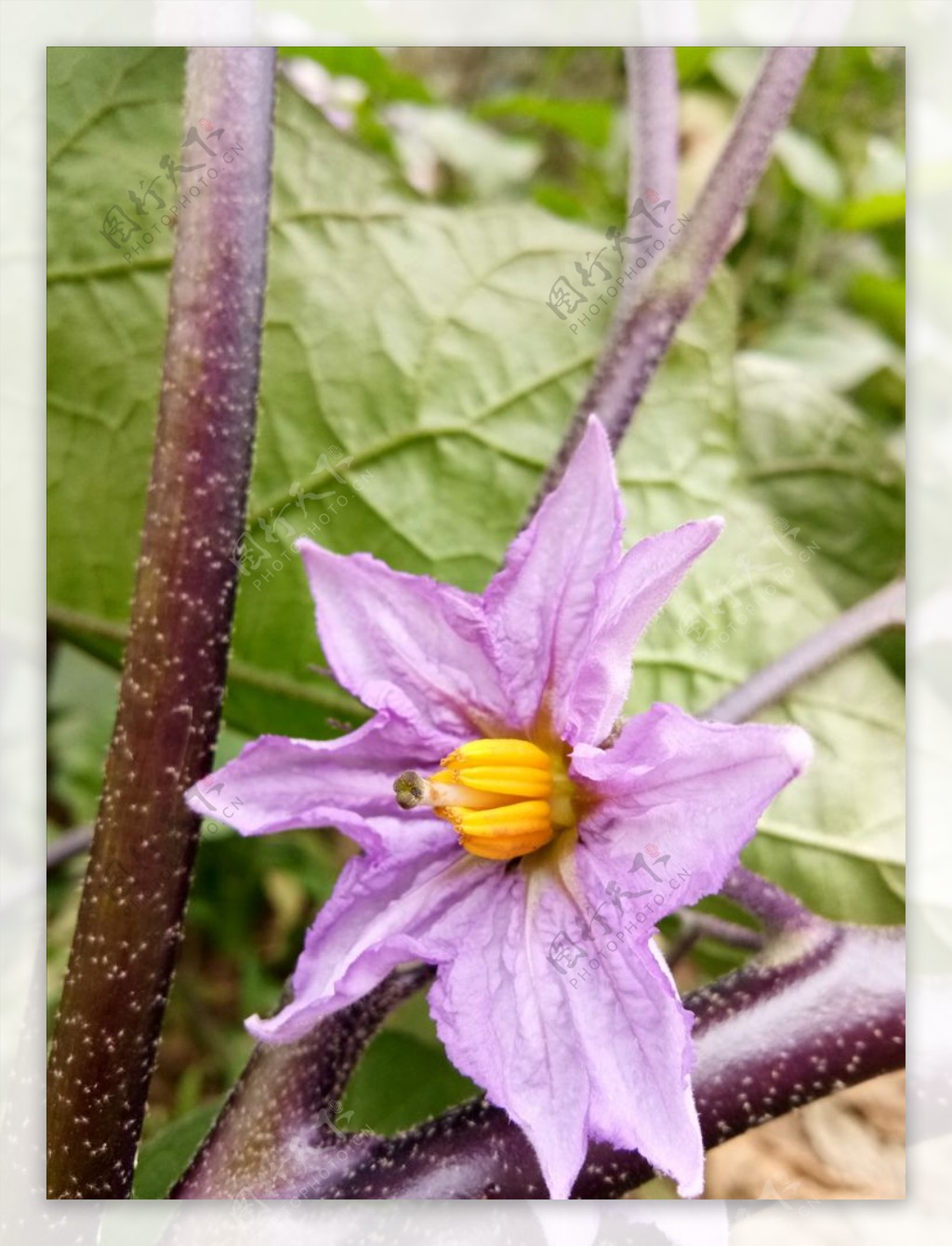 茄子花