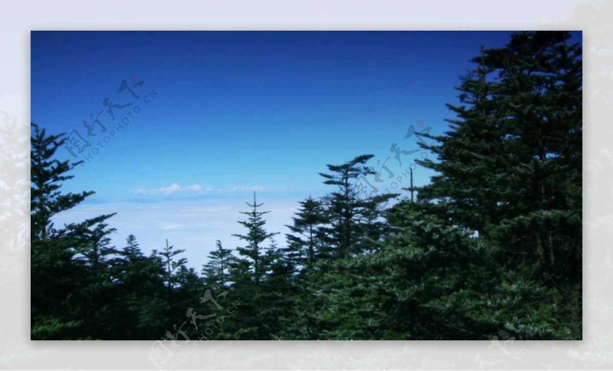 高山云海松林视频素材