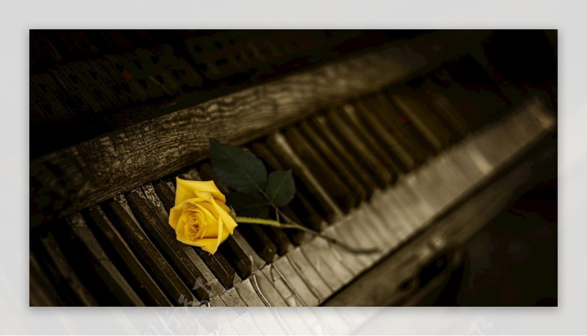 钢琴玫瑰花黄色花