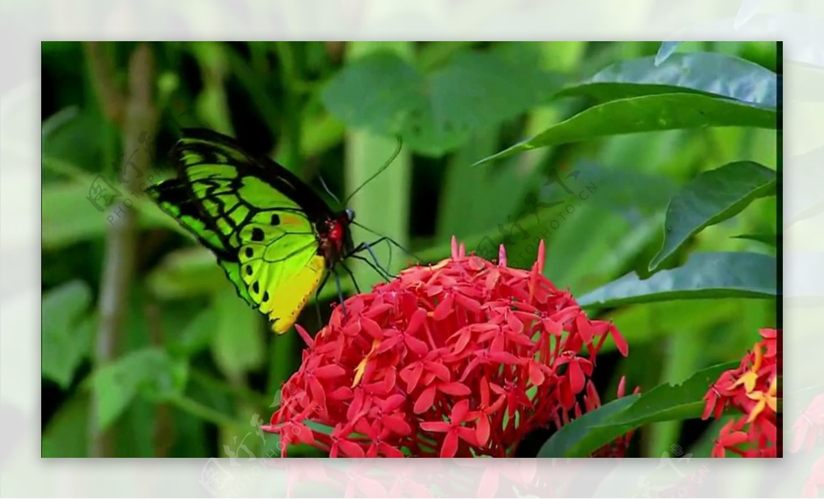 蝴蝶在花丛飞舞视频素材