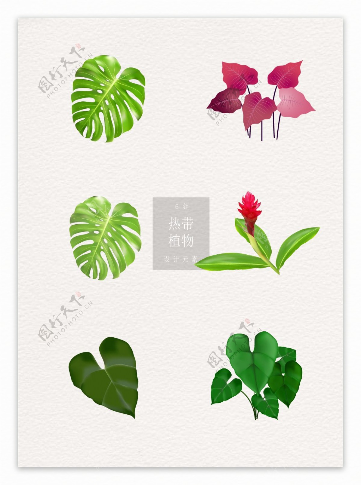 热带植物ai矢量绿叶花朵元素