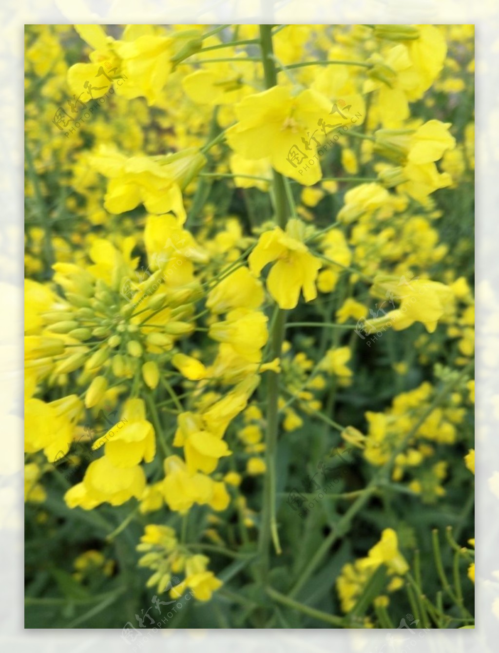 油菜花春天黄色农村农田