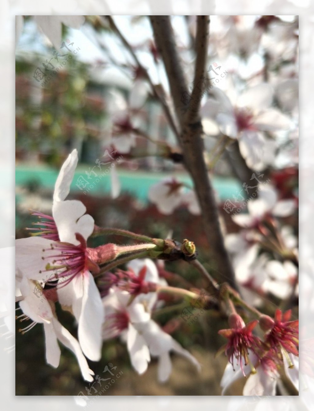 樱花盛开的樱花樱花观赏樱