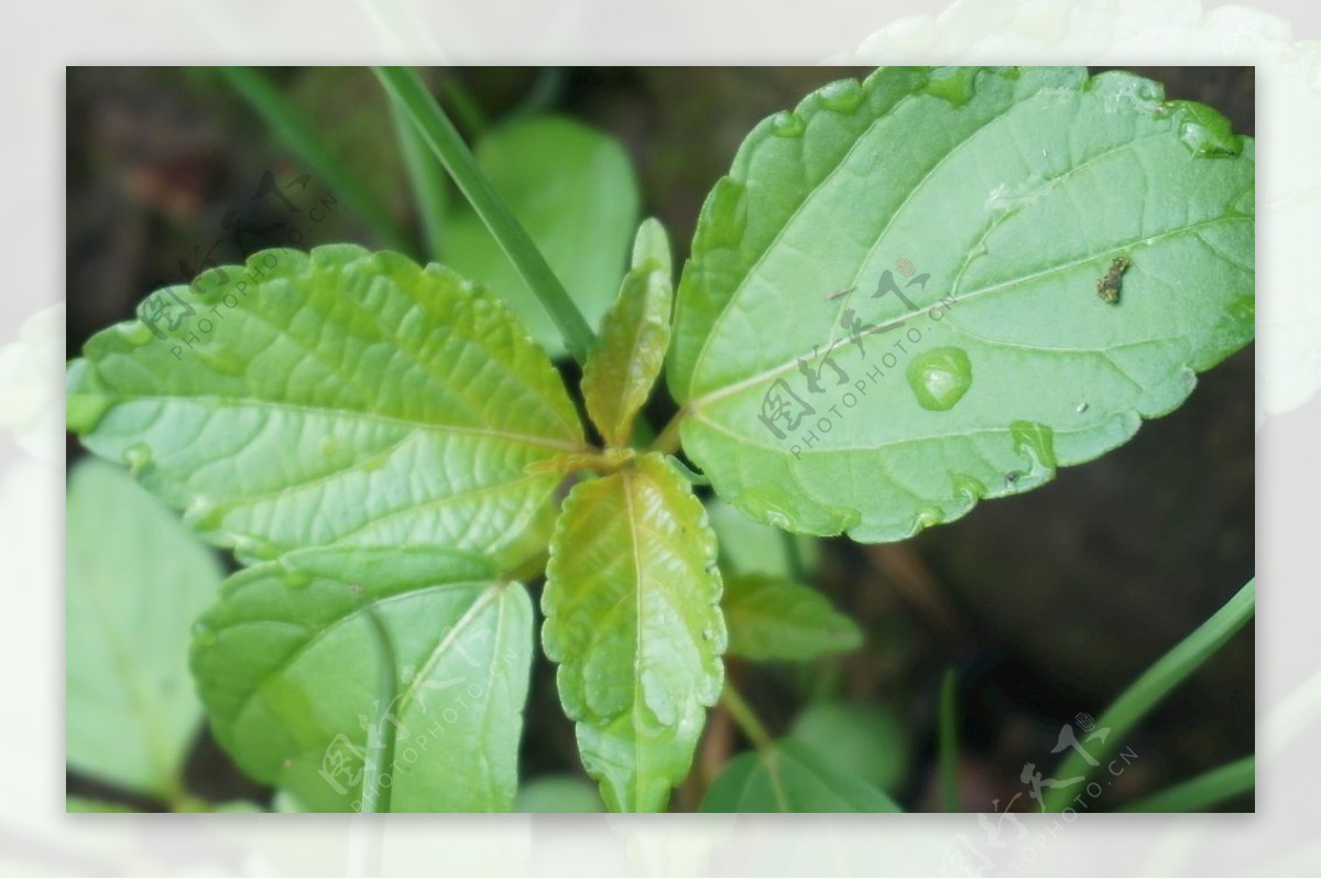 植物叶子