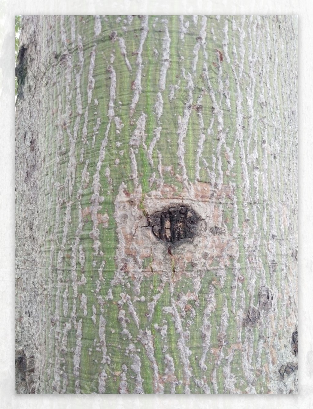 纹理树皮背景木棉树
