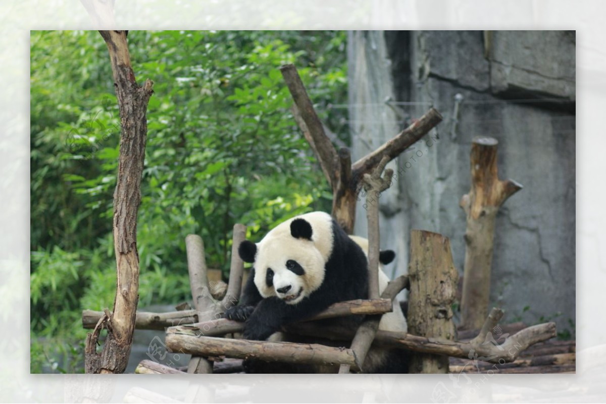四川国宝大熊猫