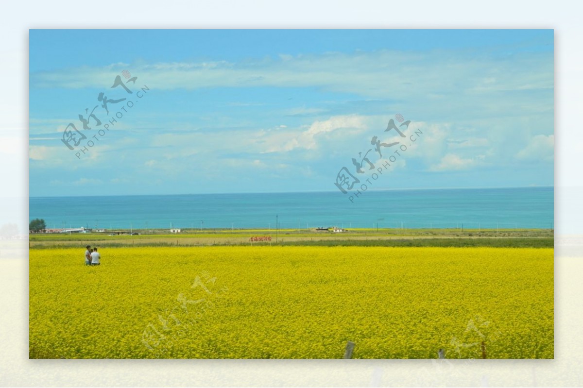 蓝天花海草坪美景青海