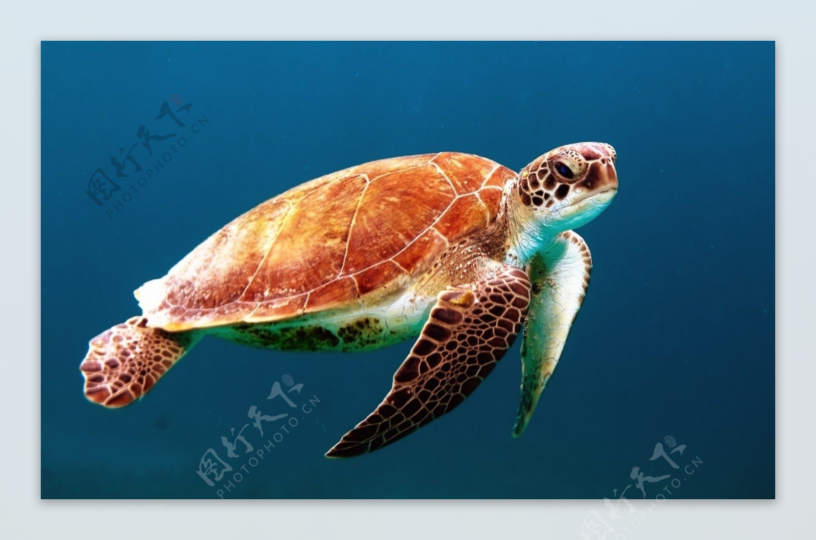 龟海龟海洋