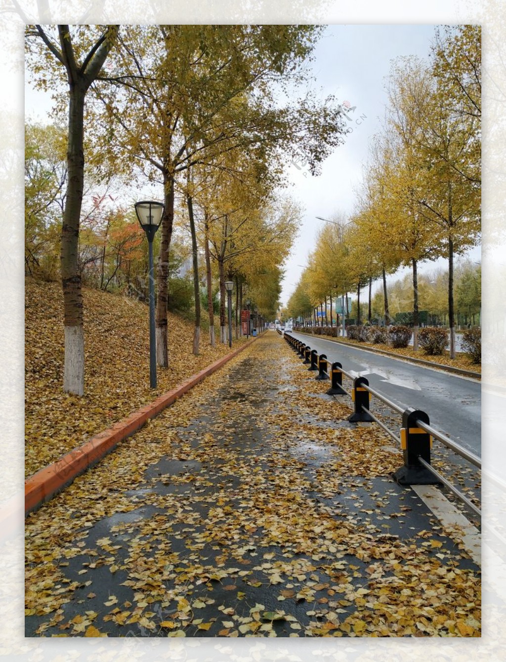 秋雨街道落叶