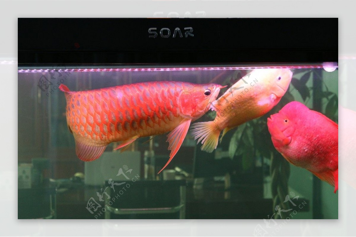 水族鱼缸红龙龙鱼鹦鹉鱼