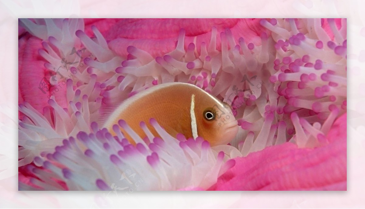 粉色海葵小丑鱼