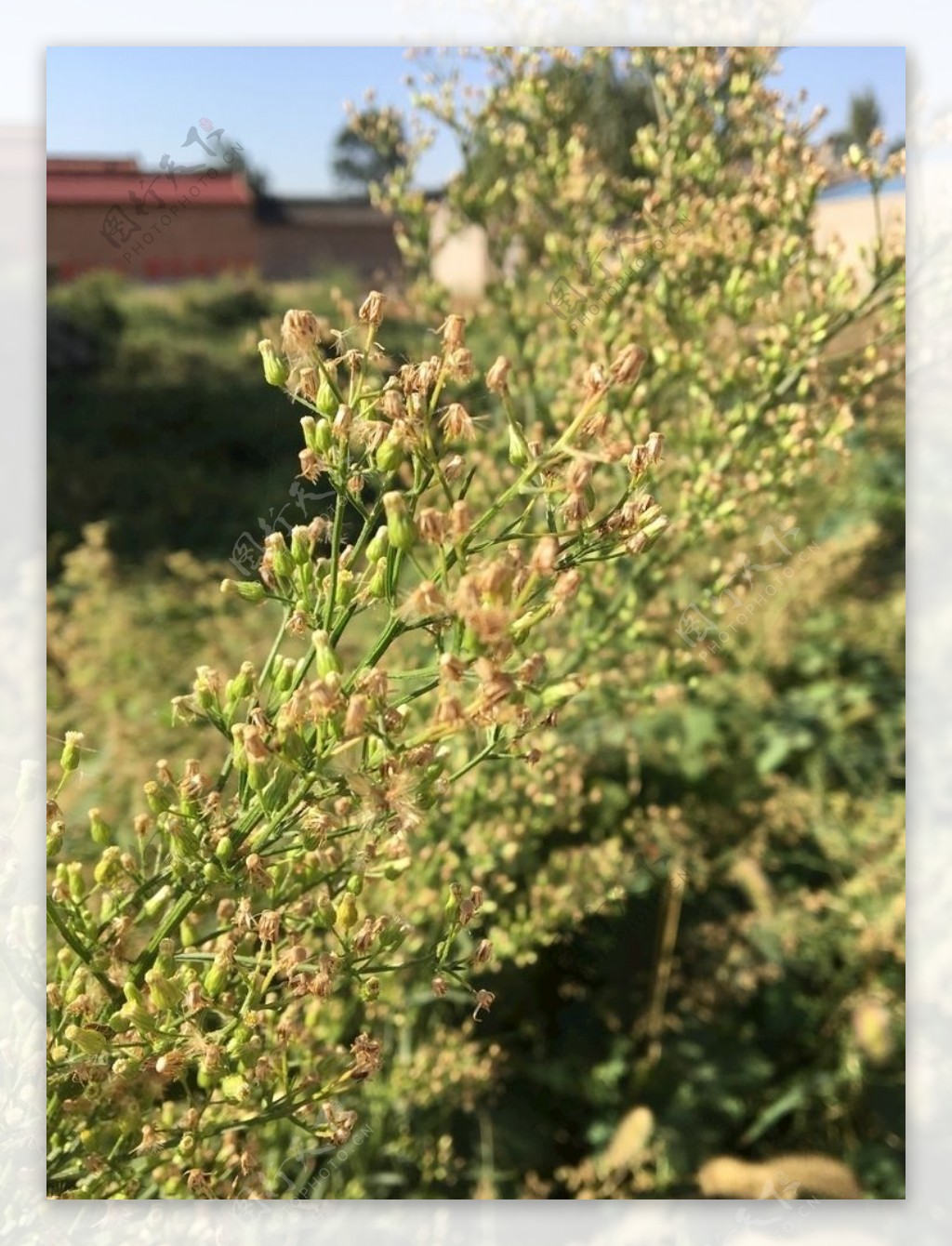 野草野花