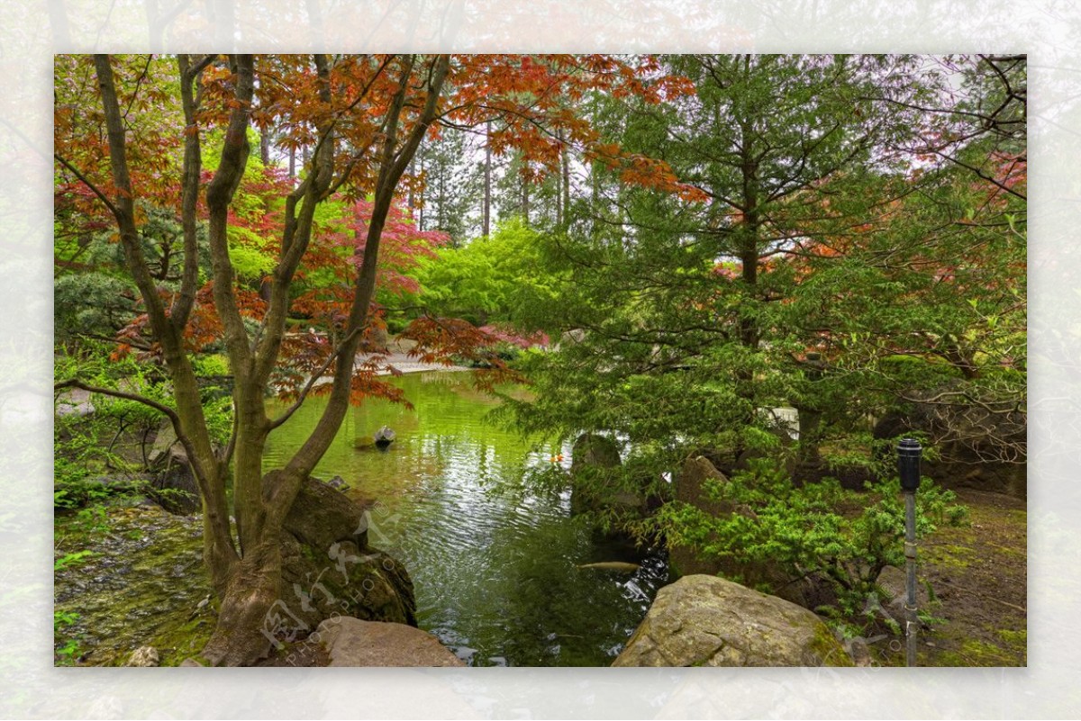 美国庭园池塘石华盛顿树大自然