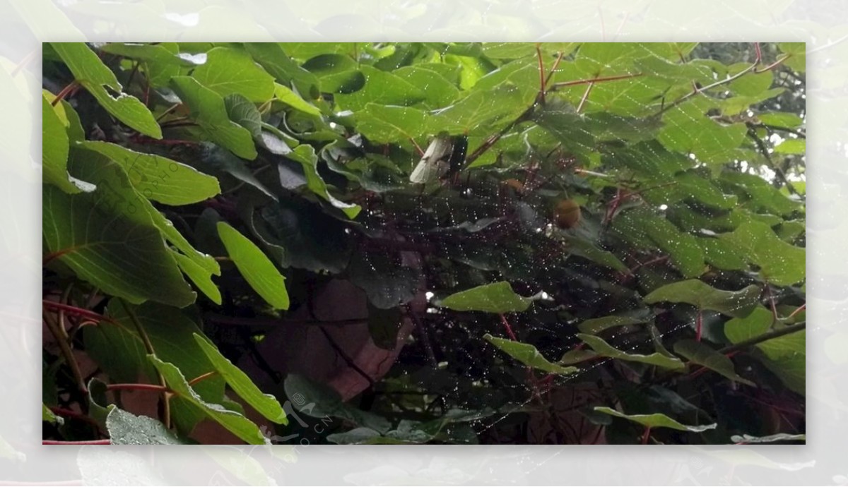 蜘蛛网和猕猴桃